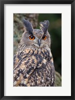 Framed Czech Republic, Liberec Eagle Owl Falconry Show