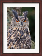 Framed Czech Republic, Liberec Eagle Owl Falconry Show