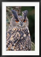 Framed Czech Republic, Liberec Eagle Owl Falconry Show