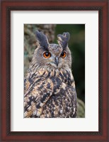 Framed Czech Republic, Liberec Eagle Owl Falconry Show