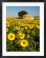 Framed France, Provence, Old Farm House In Field Of Sunflowers