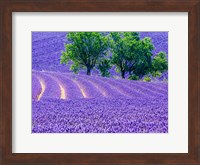 Framed France, Provence, Lavender Field On The Valensole Plateau