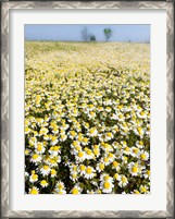 Framed Chamomile Field (Matricaria Chamomilla), Hortobagy National Park In Spring Hungary