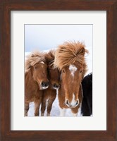 Framed Icelandic Horses With Typical Thick Shaggy Winter Coat, Iceland 12