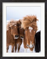 Framed Icelandic Horses With Typical Thick Shaggy Winter Coat, Iceland 12