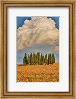 Framed Italy, Tuscany Cypress Tree Grove And Towering Cloud Formation