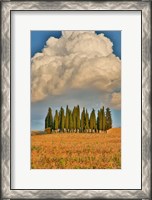 Framed Italy, Tuscany Cypress Tree Grove And Towering Cloud Formation
