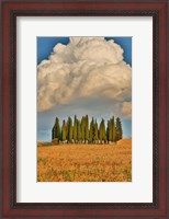 Framed Italy, Tuscany Cypress Tree Grove And Towering Cloud Formation