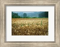 Framed Italy, Tuscany, Wheatfield