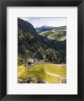 Framed Viniculture Near Klausen In South Tyrol During Autumn, Italy