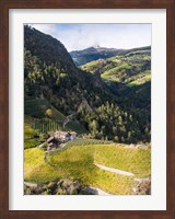 Framed Viniculture Near Klausen In South Tyrol During Autumn, Italy