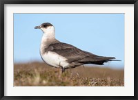 Framed Arctic Skua Great Britain, Scotland, Shetland Islands