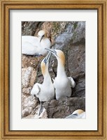 Framed Northern Gannet, Hermaness Bird Reserve, Unst Island, Scotland
