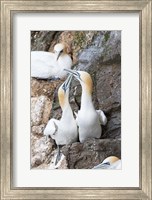 Framed Northern Gannet, Hermaness Bird Reserve, Unst Island, Scotland