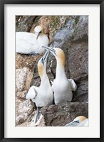Framed Northern Gannet, Hermaness Bird Reserve, Unst Island, Scotland