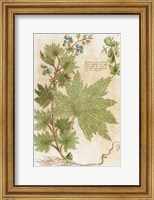 Framed Aconitum Seventeenth-Century Engraving In Bibliotheca Pharmaceutica-Medica