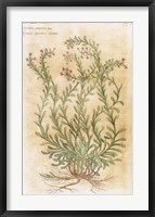 Framed Ageratum Seventeenth-Century Engraving In Bibliotheca Pharmaceutica-Medica