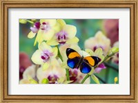 Framed Brush-Footed Butterfly, Callithea Davisi On Orchid