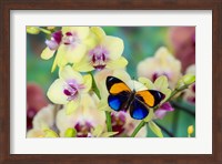 Framed Brush-Footed Butterfly, Callithea Davisi On Orchid