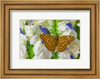 Framed European Silver-Washed Fritillary Butterfly On Snapdragon Flower