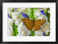 Framed European Silver-Washed Fritillary Butterfly On Snapdragon Flower