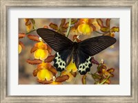 Framed Priapus Batwing Swallowtail Butterfly From SE Asia