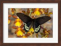 Framed Priapus Batwing Swallowtail Butterfly From SE Asia