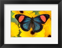 Framed Painted Beauty Butterfly From The Amazon Region