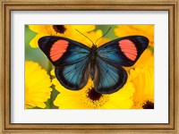 Framed Painted Beauty Butterfly From The Amazon Region