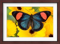 Framed Painted Beauty Butterfly From The Amazon Region