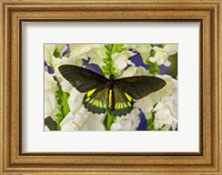 Framed Belus Swallowtail Butterfly On White And Yellow Snapdragon Flower