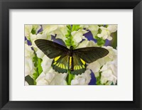 Framed Belus Swallowtail Butterfly On White And Yellow Snapdragon Flower