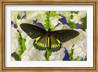 Framed Belus Swallowtail Butterfly On White And Yellow Snapdragon Flower