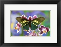 Framed Crassus Swallowtail Butterfly
