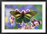 Framed Crassus Swallowtail Butterfly