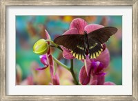 Framed Butterfly Battus Streckerianus From Central And South America