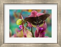 Framed Butterfly Battus Streckerianus From Central And South America