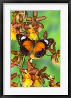 Framed Leopard Lacewing Butterfly