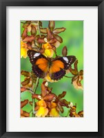 Framed Leopard Lacewing Butterfly