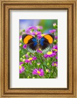 Framed Star Sapphire Butterfly