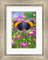 Framed Star Sapphire Butterfly