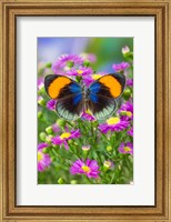 Framed Star Sapphire Butterfly