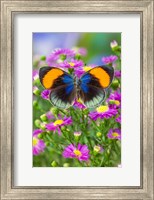 Framed Star Sapphire Butterfly