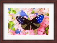Framed Butterfly The Striped Blue Crow