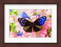 Framed Butterfly The Striped Blue Crow