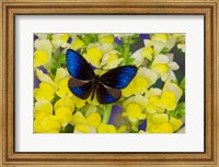 Framed Blue Crow Butterfly