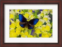 Framed Blue Crow Butterfly