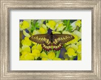 Framed Butterfly Eurytides Corethus In The Papilionidae Family