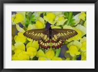 Framed Butterfly Eurytides Corethus In The Papilionidae Family