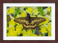 Framed Butterfly Eurytides Corethus In The Papilionidae Family